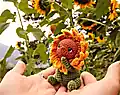 Baby Sunflower Amigurumi Pattern step 1 - construction progress