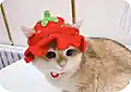 Fruit Hat Pet Crochet Pattern step 1 - construction progress