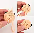 Cleo the Clam Amigurumi Pattern step 3 - details and accessories