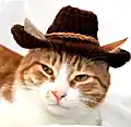Cowboy Cat Hat Pattern step 1 - construction progress